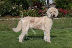 Poodle - Standard