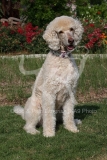 Poodle - Standard