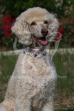 Poodle - Standard
