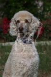 Poodle - Standard