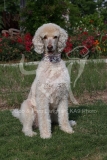 Poodle - Standard