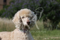 Poodle - Standard