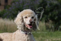 Poodle - Standard