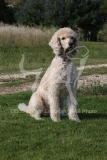 Poodle - Standard