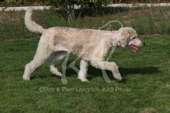 Poodle - Standard