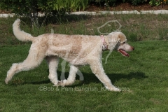 Poodle - Standard