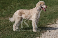 Poodle - Standard