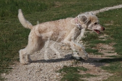 Poodle - Standard