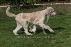 Poodle - Standard
