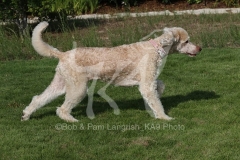 Poodle - Standard