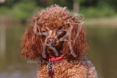 Poodle - Toy