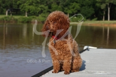 Poodle - Toy
