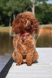 Poodle - Toy