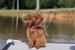 Poodle - Toy