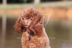 Poodle - Toy