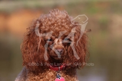 Poodle - Toy