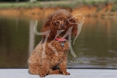 Poodle - Toy