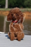 Poodle - Toy