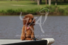 Poodle - Toy