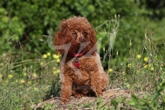 Poodle - Toy