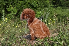 Poodle - Toy