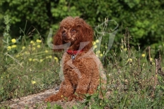 Poodle - Toy