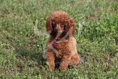 Poodle - Toy