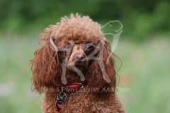 Poodle - Toy