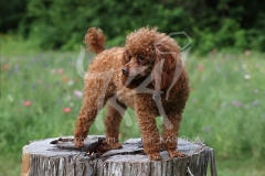Poodle - Toy