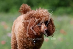 Poodle - Toy