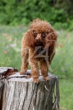 Poodle - Toy