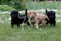 Poodle - Toy