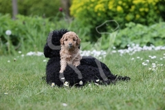Poodle - Toy
