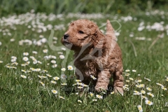 Poodle - Toy