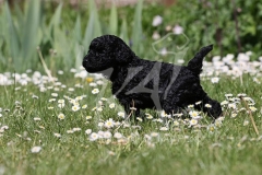 Poodle - Toy