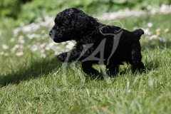 Poodle - Toy