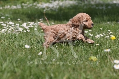 Poodle - Toy
