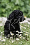 Poodle - Toy