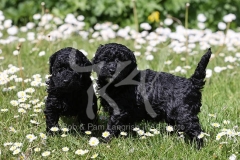 Poodle - Toy