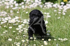 Poodle - Toy