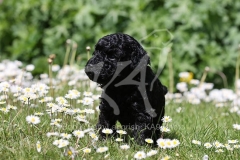 Poodle - Toy