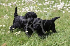 Poodle - Toy