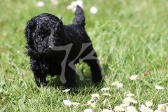 Poodle - Toy