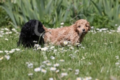 Poodle - Toy