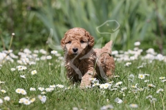 Poodle - Toy