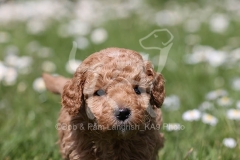 Poodle - Toy
