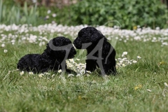Poodle - Toy