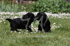 Poodle - Toy
