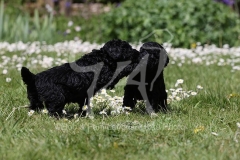 Poodle - Toy