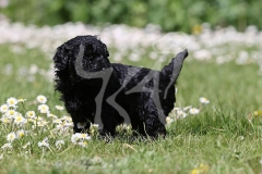 Poodle - Toy